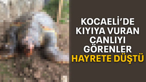 Kocaeli’de kıyıya vuran canlıyı görenler hayrete düştü